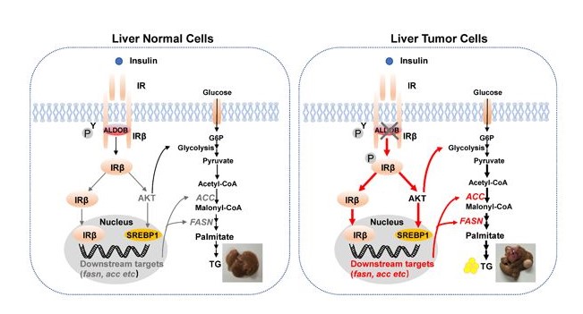 發(fā)現(xiàn)糖代謝重要酶調(diào)控胰島素受體信號通路新機(jī)制