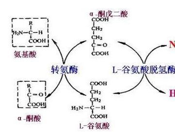 氨基酸的轉氨、協(xié)同脫氨與脫酰胺功效