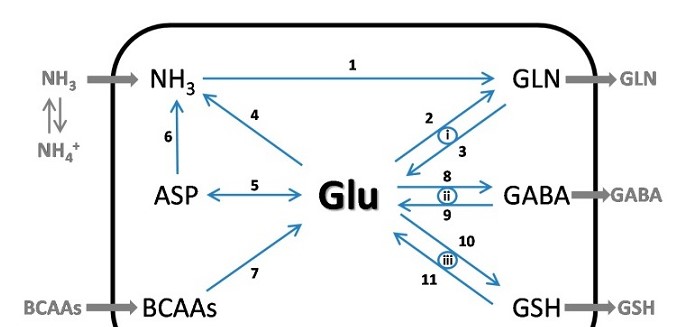 氨基酸的轉氨、協(xié)同脫氨與脫酰胺功效