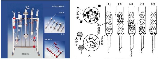 各種純化蛋白分離大集合！