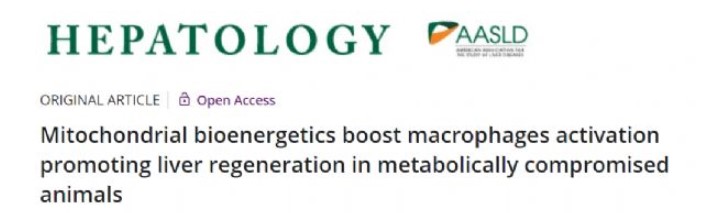 線粒體促進(jìn)巨噬細(xì)胞活性促進(jìn)肝臟再造