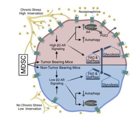參加β-腎上腺素能受體作用充分發(fā)揮的工作壓力信號(hào)通路或會(huì)促進(jìn)腫瘤的生長發(fā)育