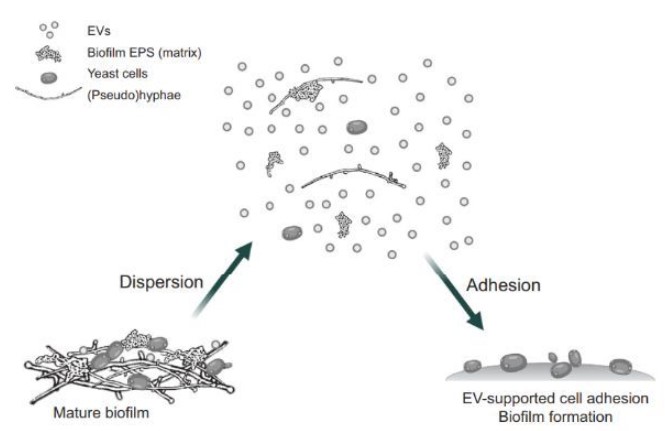細胞外囊泡對真菌生物膜生長發(fā)育的協(xié)調(diào)功效