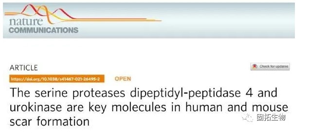 絲氨酸蛋白酶二肽基肽酶4和尿激酶是人和小鼠疤痕形成的關(guān)鍵分子