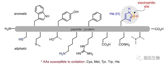 「多肽合成」可見(jiàn)光促進(jìn)的組氨酸C-H官能團(tuán)化修飾