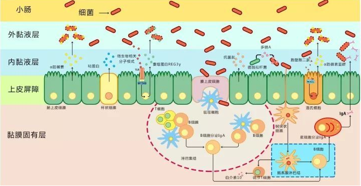 什么是抗菌肽？?抗菌肽到底存在什么效果？