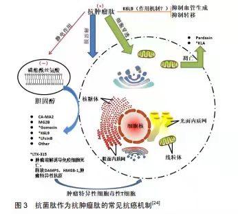 抗菌肽也可運(yùn)用于抗腫瘤醫(yī)治了！?是真的嗎？