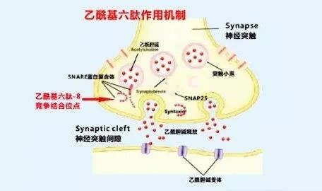 乙?；?8|抗衰老髙手，反轉(zhuǎn)肌齡