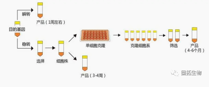 哺乳動物細(xì)胞蛋白表達(dá)