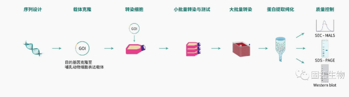 哺乳動物細(xì)胞蛋白表達(dá)