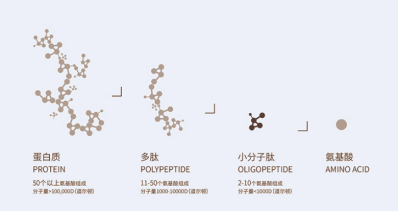 無需氨基酸就能合成多肽，是否有望解釋生命起源？