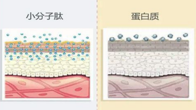 有著神奇功能的美容肽，超級(jí)肽