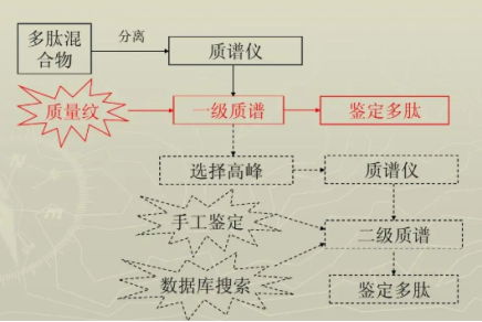 為什么要對多肽進行鑒定？多肽鑒定有什么流程