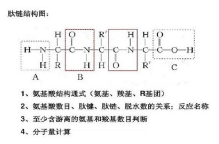 肽鍵結構式