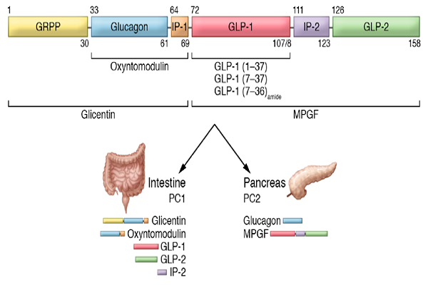 糖尿病著名靶點(diǎn)GLP-1R