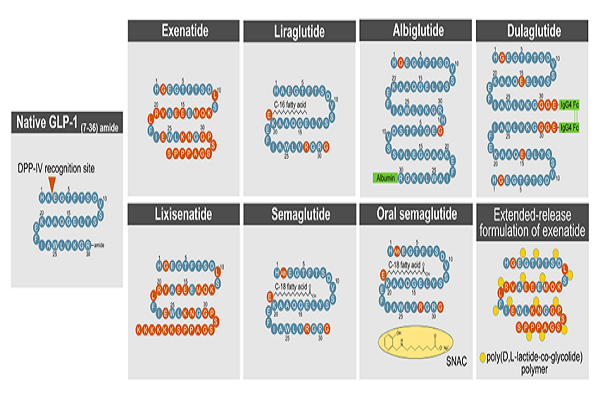 糖尿病著名靶點(diǎn)GLP-1R
