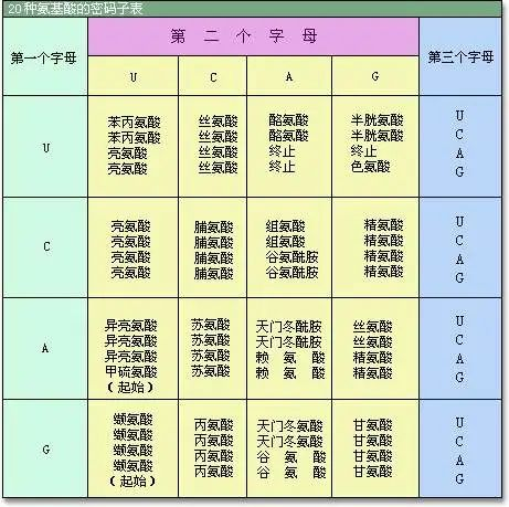 20種常見的氨基酸分類