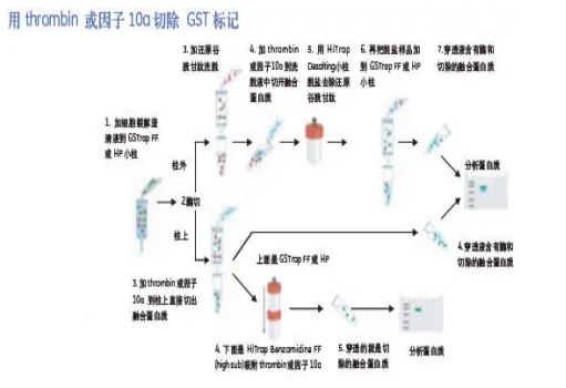 多肽蛋白純化和鑒定的關(guān)鍵步驟